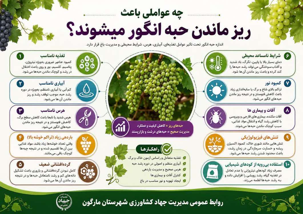 ریز ماندن حبه انگور 
